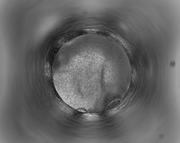 X0000098220477200805081203