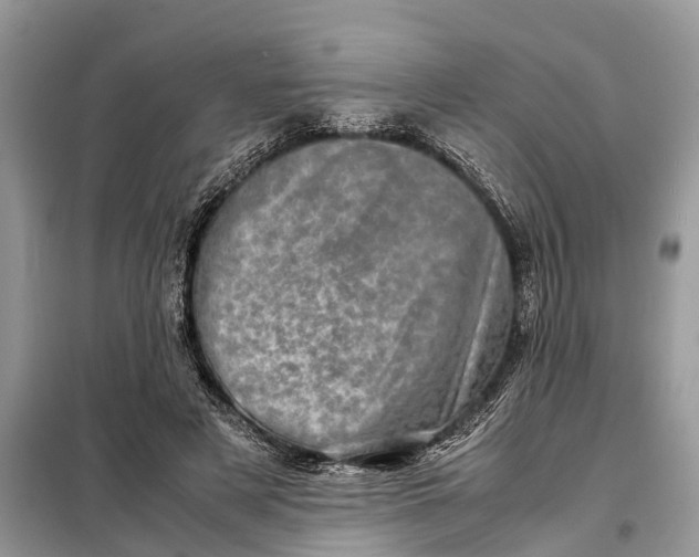 X0000098220497200805081202