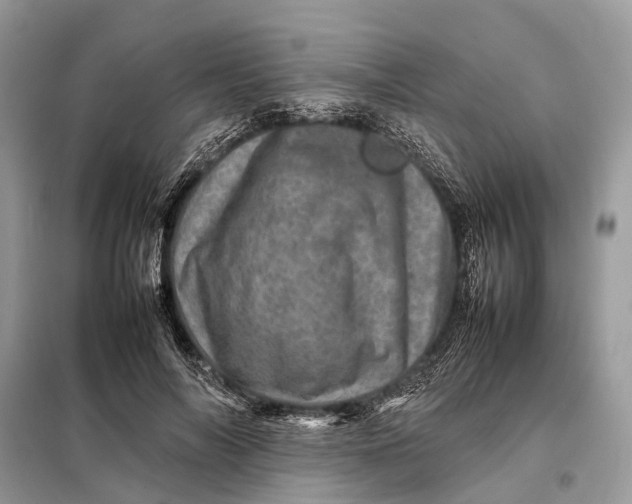 X0000098220694200805081158