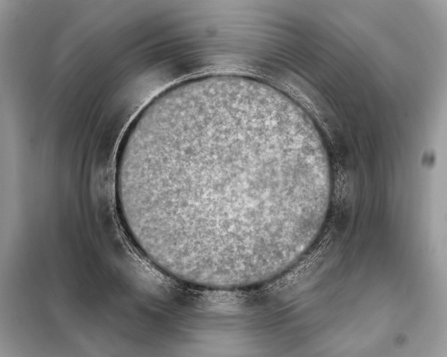 X0000098220836200805081156