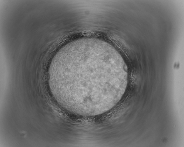 X0000098220865200805081156