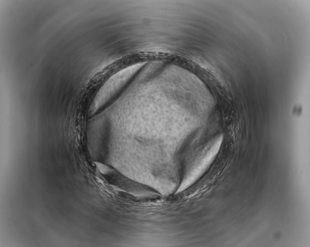 X0000098220870200805081156