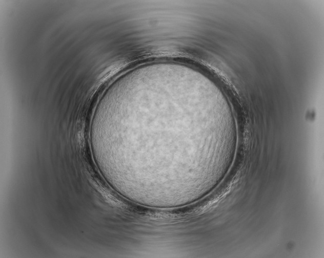 X0000098220873200805081156