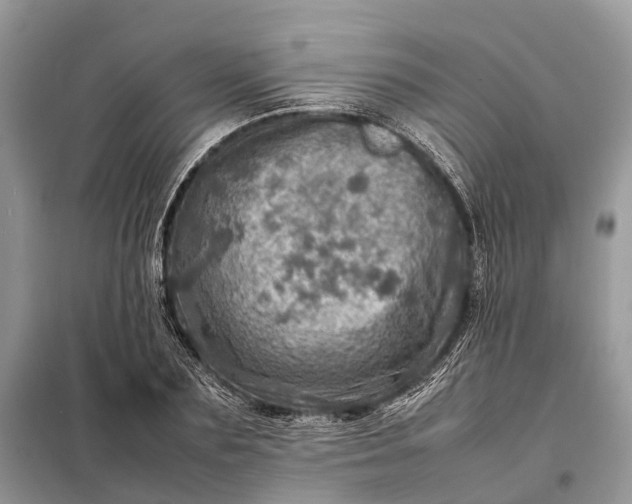 X0000098220883200805081155