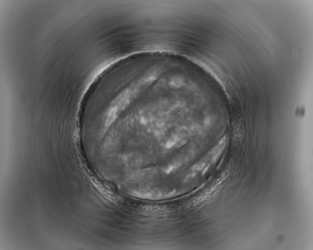 X0000098220927200805081155