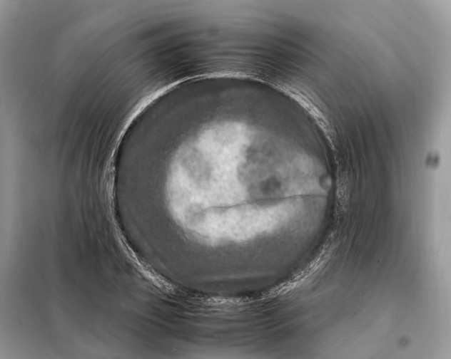 X0000098220933200805081155