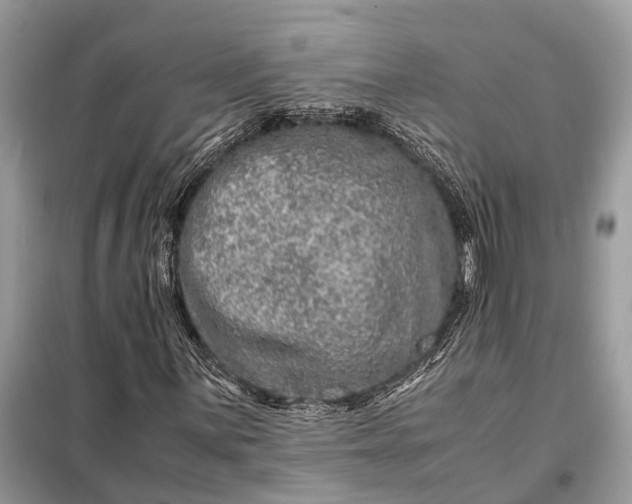 X0000098221059200805081153