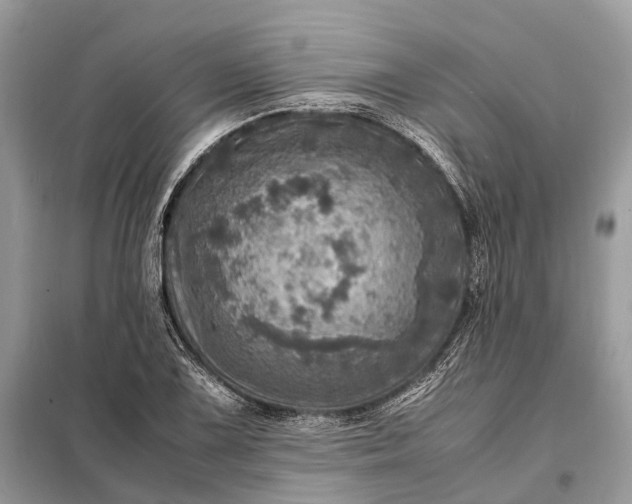 X0000098221075200805081153