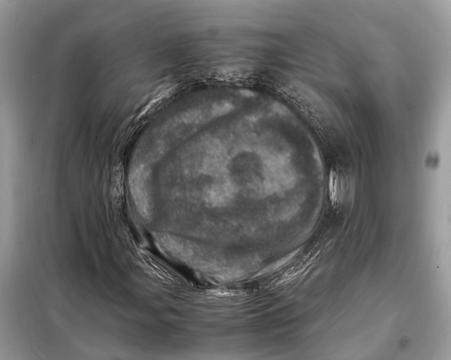 X0000098221107200805081151