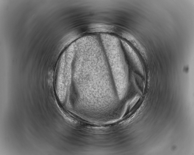 X0000098221233200805081150