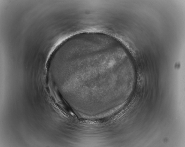 X0000098221270200805081150