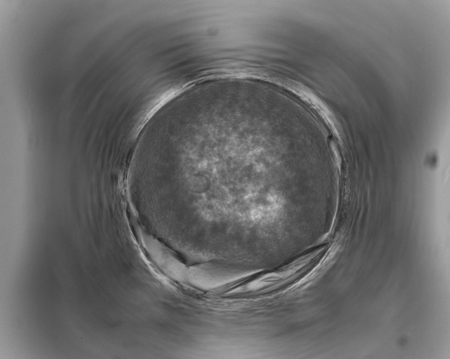 X0000098221385200805081148