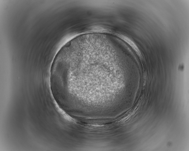 X0000098221439200805081148