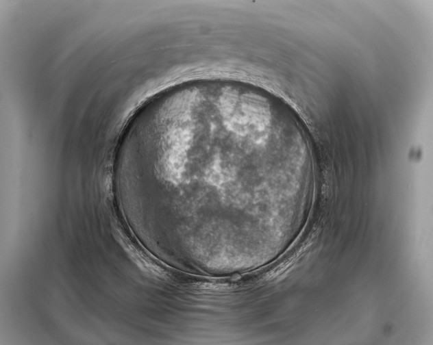 X0000098221499200805081146