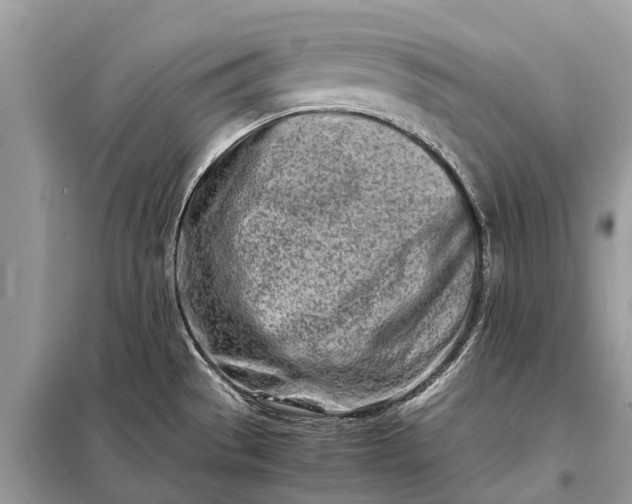 X0000098221529200805081146