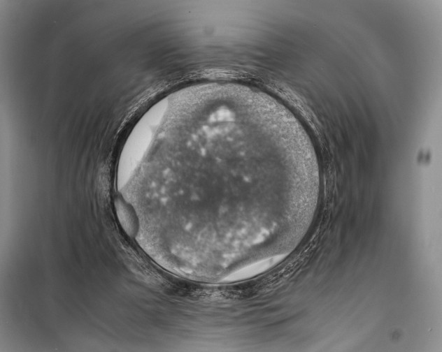 X0000098220297200805151323