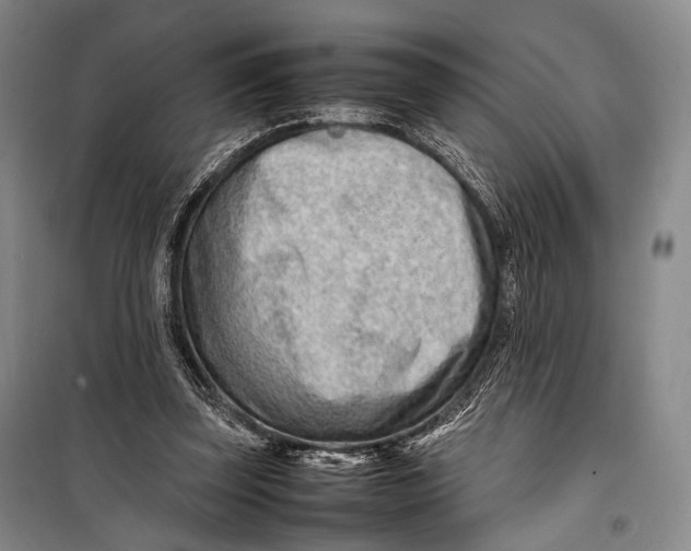 X0000098220347200805151322