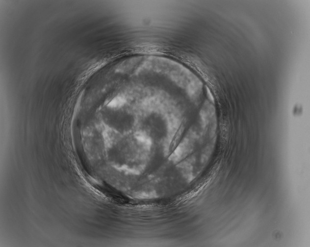 X0000098220433200805151321