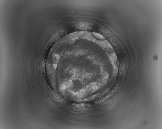 X0000098220473200805151321