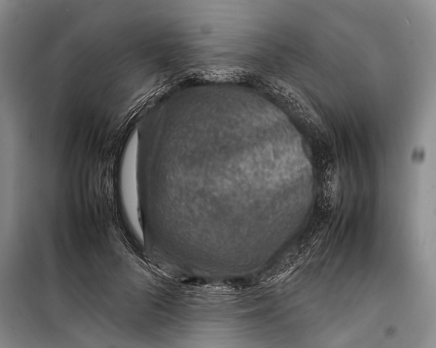 X0000098220696200805151317