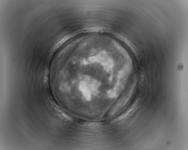 X0000098220778200805151316