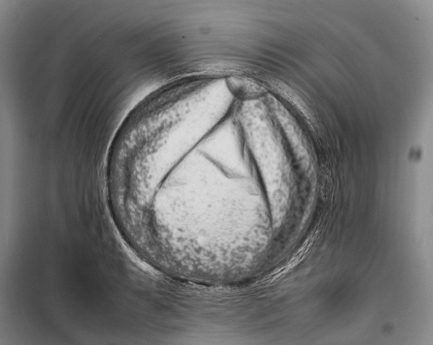 X0000098221087200805151311