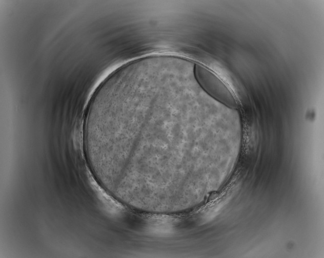 X0000098221100200805151311