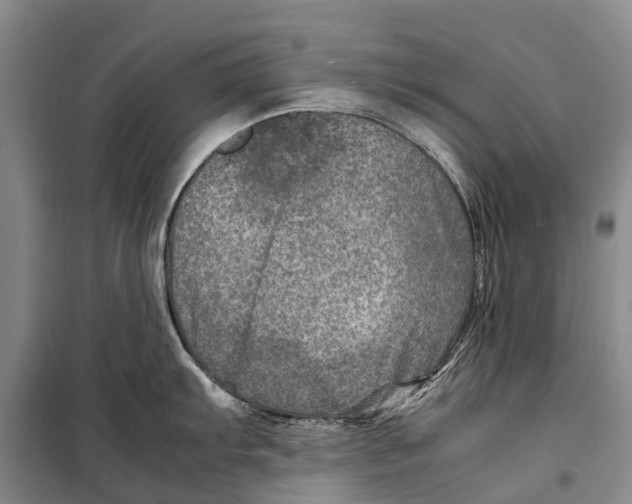 X0000098221103200805151311