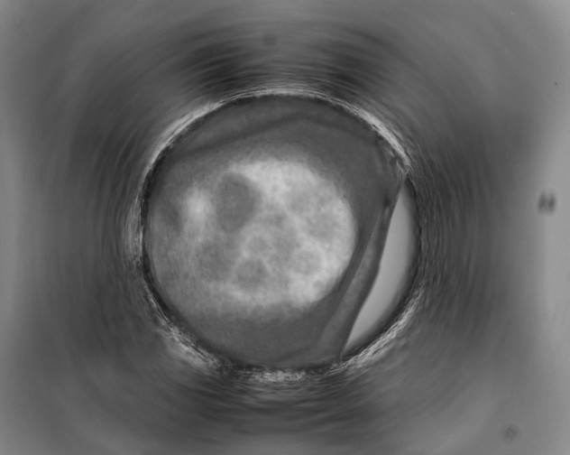 X0000098221117200805151310