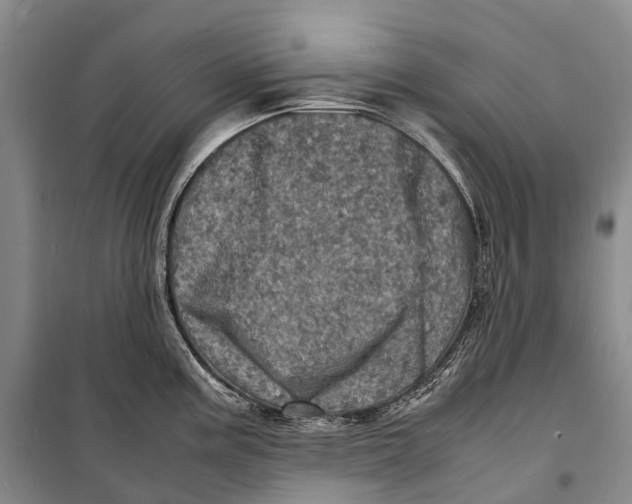 X0000098221195200805151309