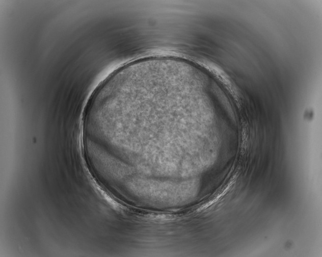 X0000098221286200805151308