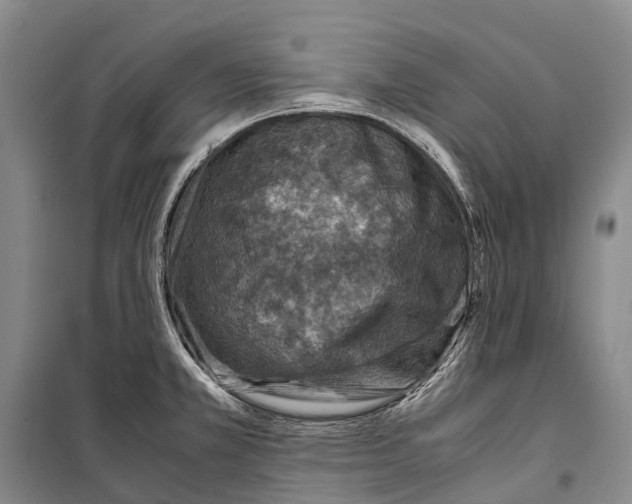 X0000098221381200805151306