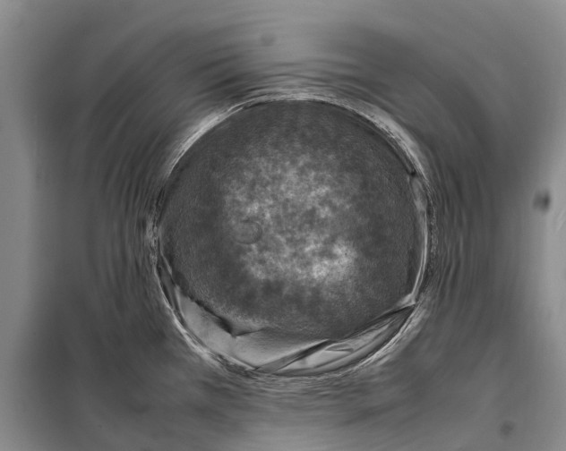 X0000098221385200805151306