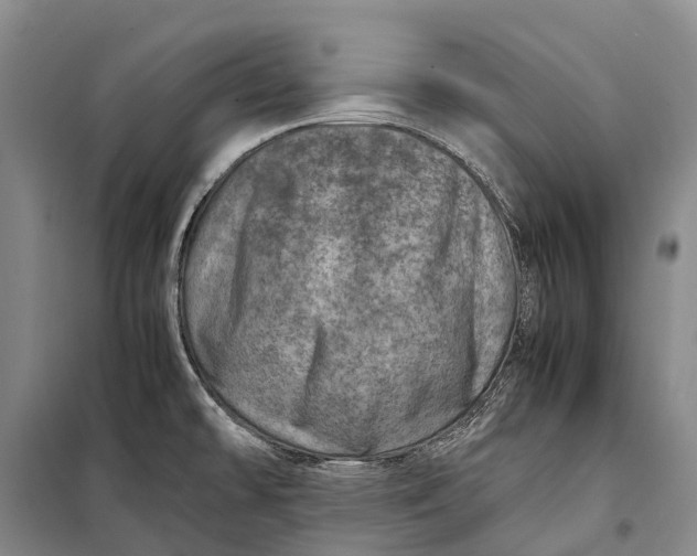 X0000098221478200805151305