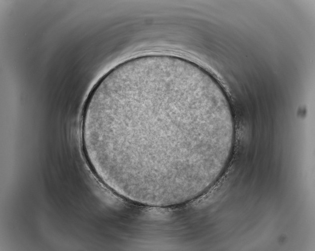 X0000098221514200805151305