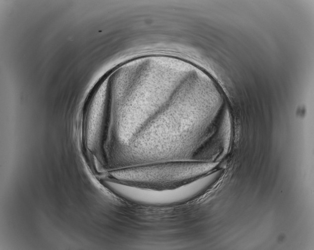 X0000098221515200805151305