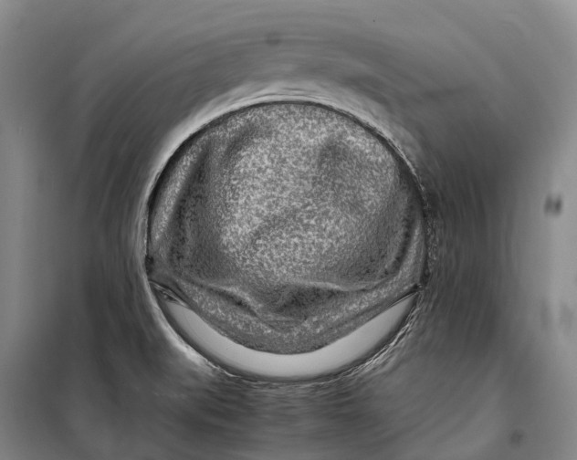 X0000098221519200805151305