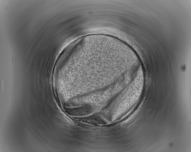 X0000098221529200805151305