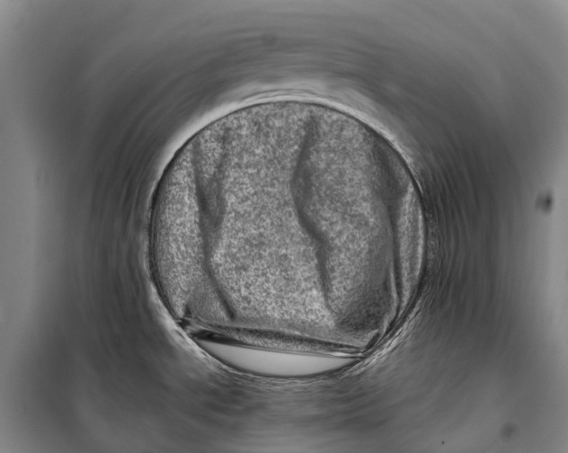 X0000098221534200805151305