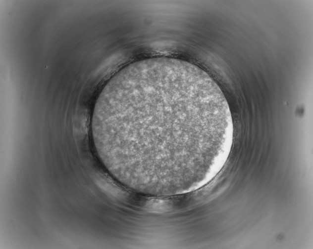 X0000098220174200805221656