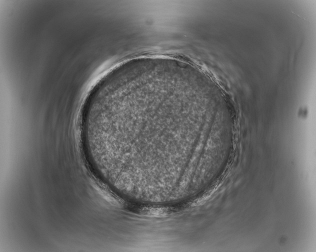 X0000098220295200805221654