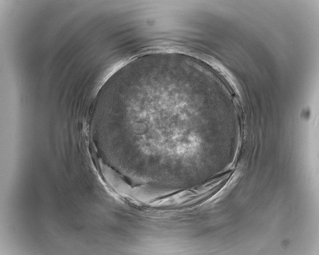 X0000098221385200805221639