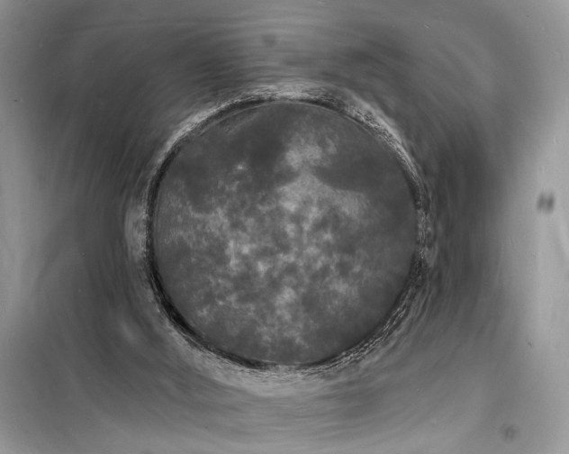 X0000098230012200804241351