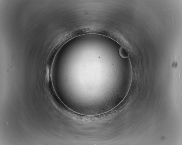 X0000098230022200804241351