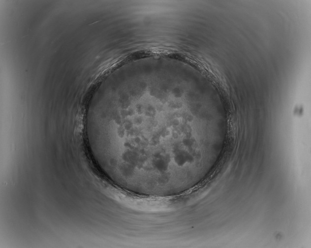 X0000098230032200804241350