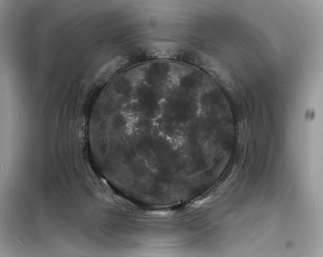 X0000098230073200804241350
