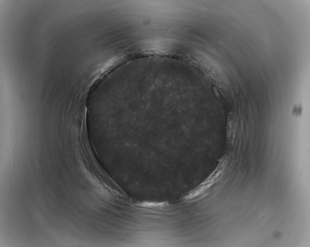 X0000098230168200804241348