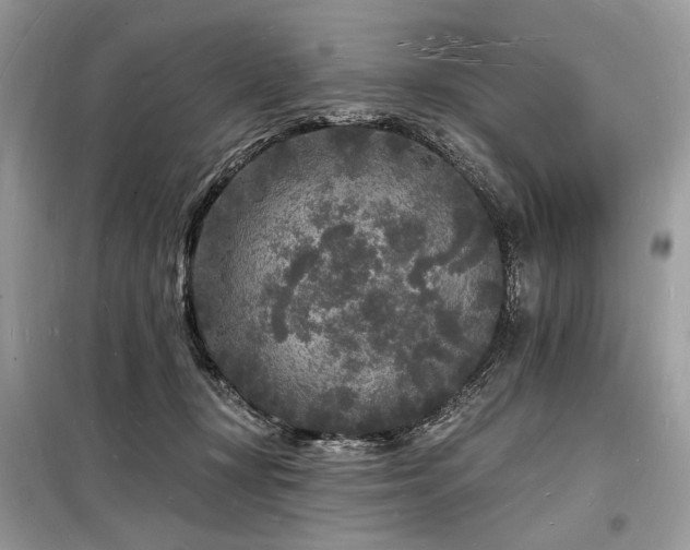 X0000098230367200804241346