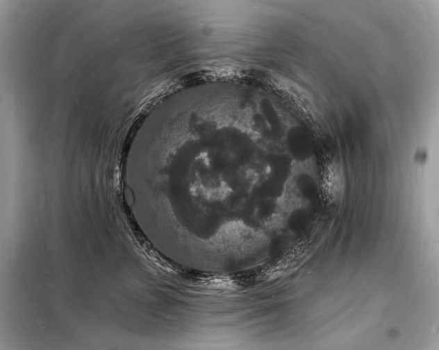 X0000098230715200804241340