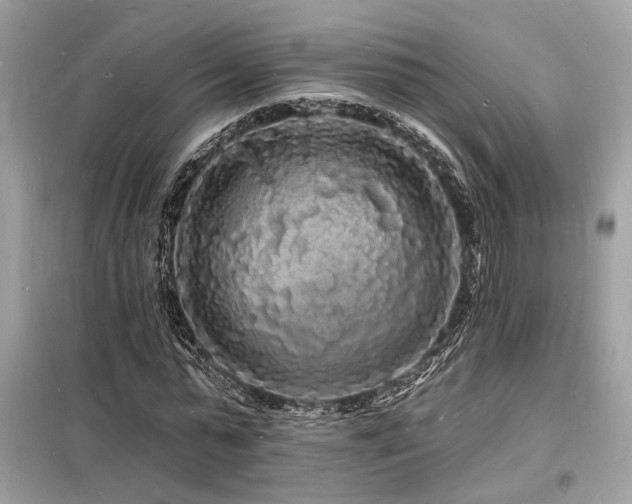 X0000098230775200804241339